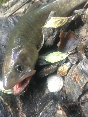 イワナの釣果