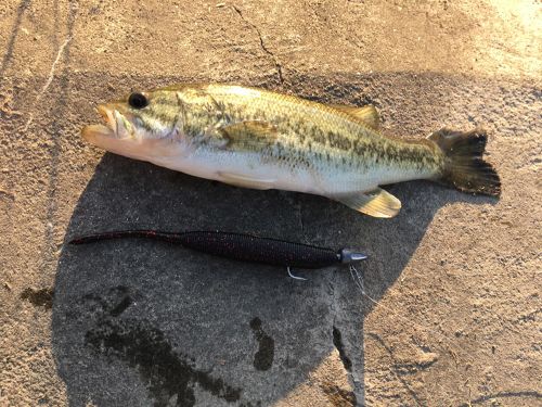 ブラックバスの釣果