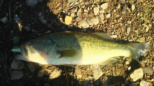 ブラックバスの釣果