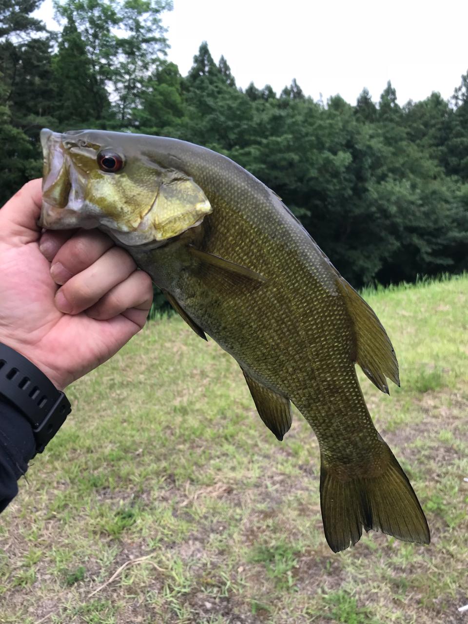 スモールマウスバス