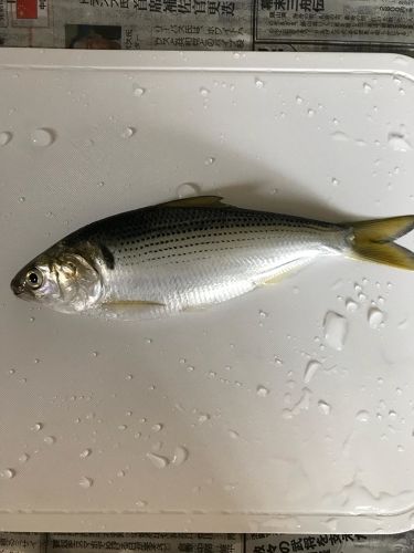 コノシロの釣果