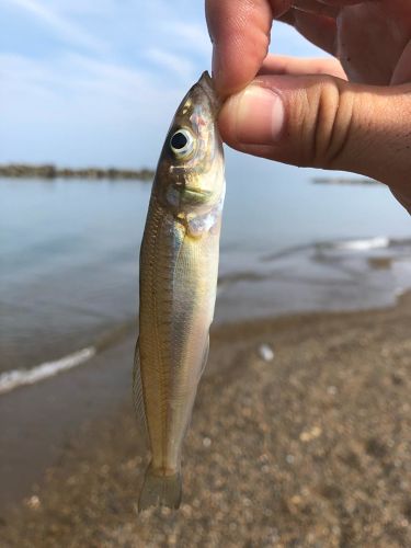 シロギスの釣果