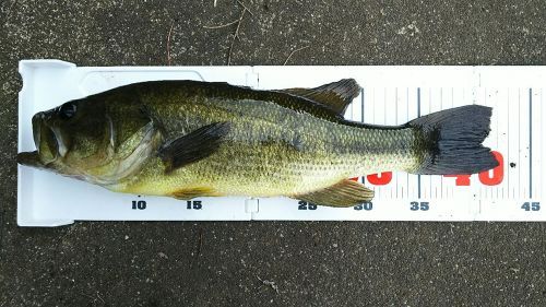 ブラックバスの釣果