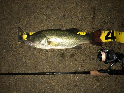 ブラックバスの釣果