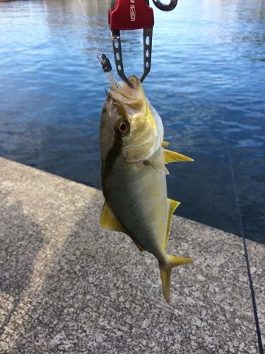 カンパチの釣果