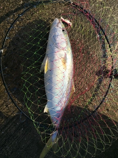 ハマチの釣果