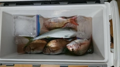 マダイの釣果