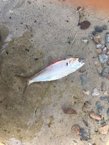 コノシロの釣果