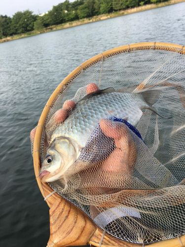 ヘラブナの釣果