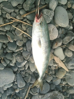 ワカナゴの釣果