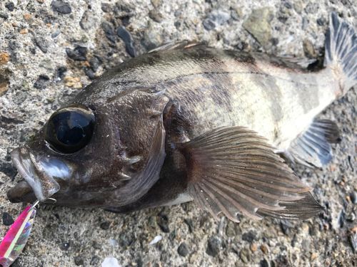 メバルの釣果