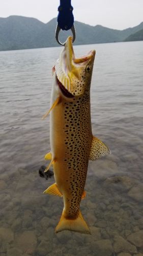 ブラウントラウトの釣果