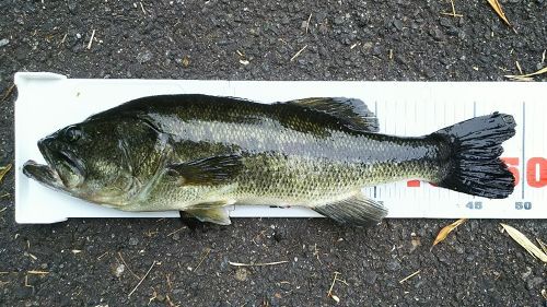 ブラックバスの釣果