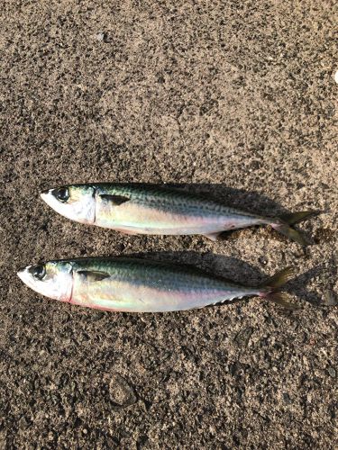 サバの釣果