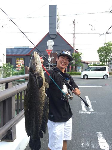 ライギョの釣果