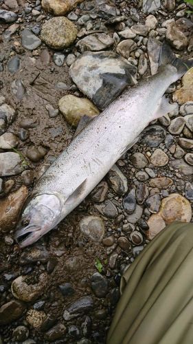 サクラマスの釣果