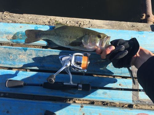 ブラックバスの釣果