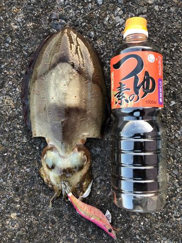 モンゴウイカの釣果