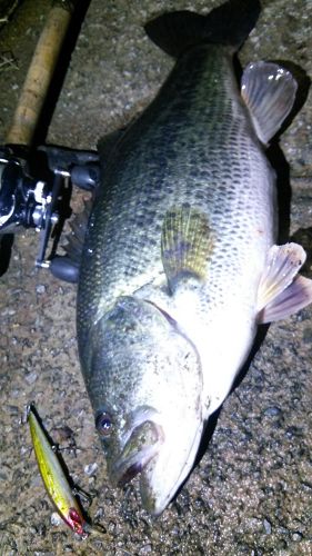 ブラックバスの釣果