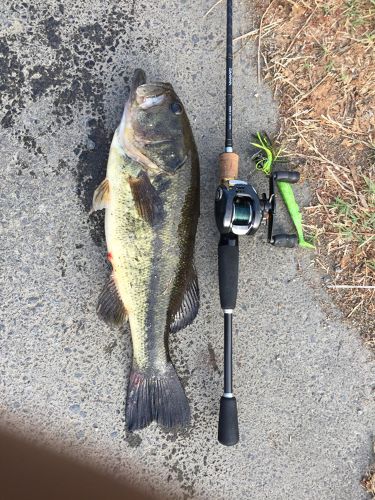 ブラックバスの釣果