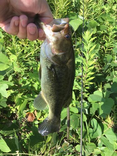 ブラックバスの釣果