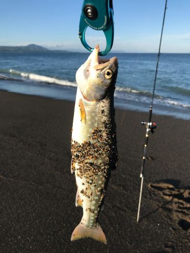 アメマスの釣果