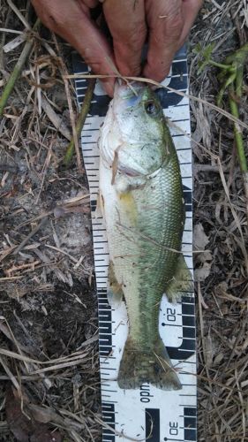 ブラックバスの釣果