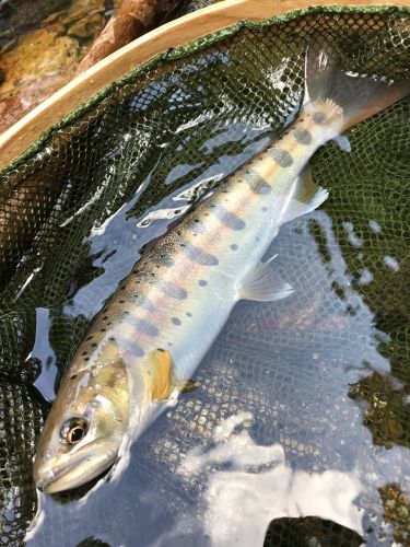 ヤマメの釣果