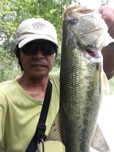 ブラックバスの釣果