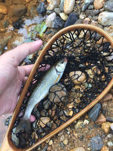 ウグイの釣果