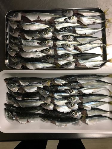 サバの釣果