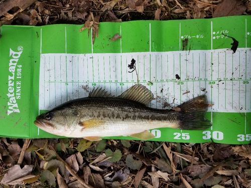 ブラックバスの釣果