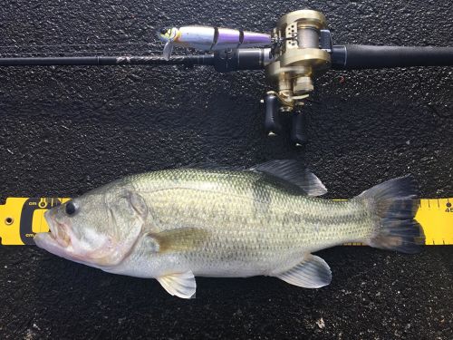 ブラックバスの釣果