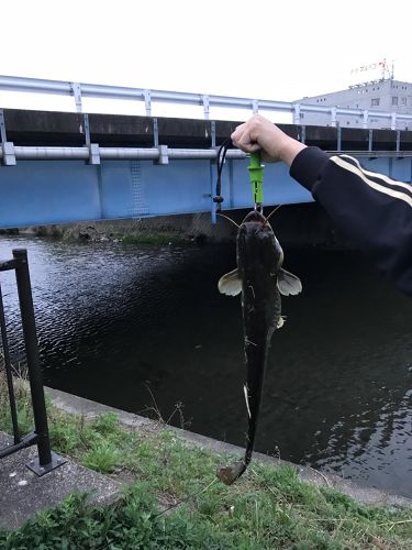 ナマズの釣果