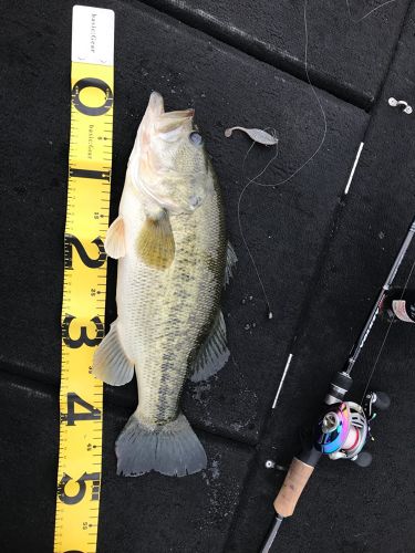 ブラックバスの釣果