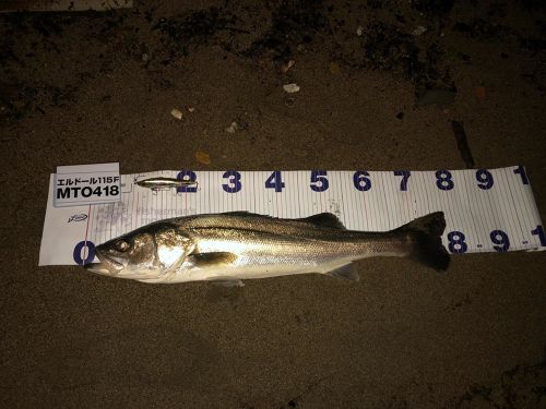 シーバスの釣果