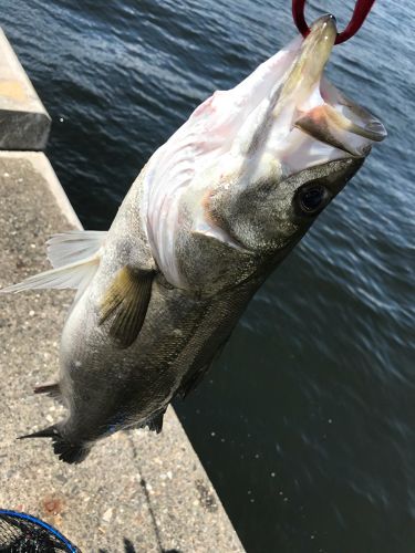 フッコ（マルスズキ）の釣果