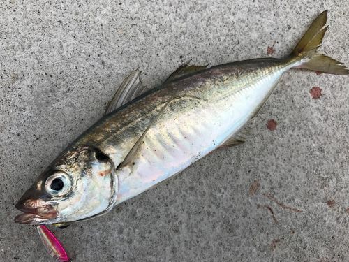 マアジの釣果