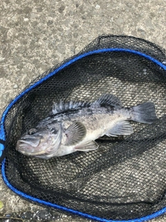 クロソイの釣果