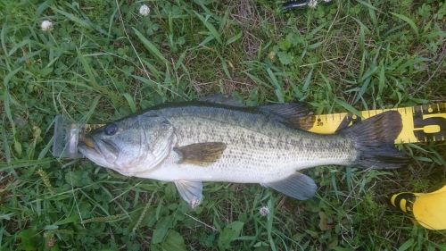 ブラックバスの釣果