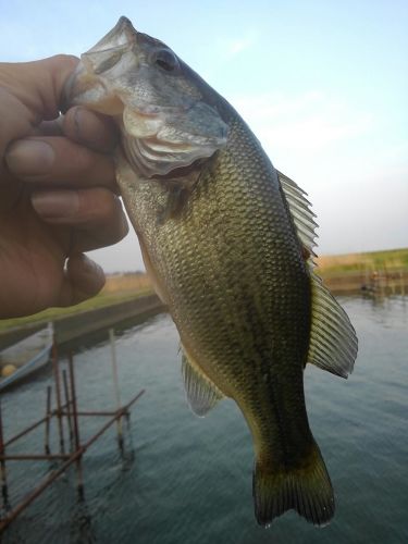 ラージマウスバスの釣果