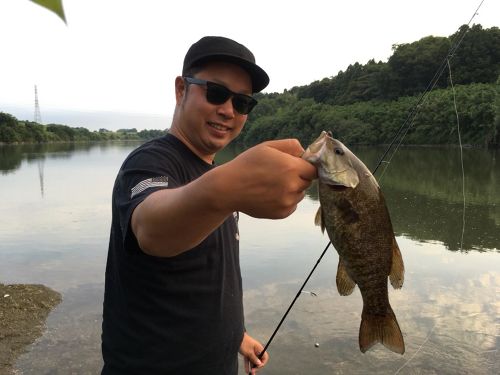 スモールマウスバスの釣果