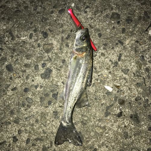 セイゴ（マルスズキ）の釣果