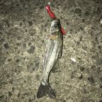 セイゴ（マルスズキ）