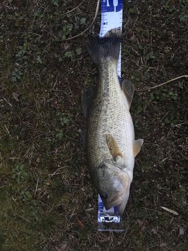 ブラックバスの釣果