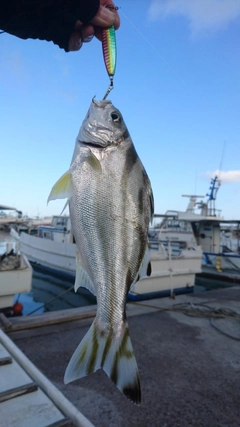 クワガナーの釣果