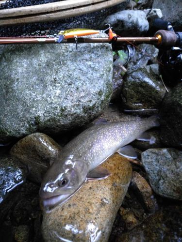 イワナの釣果