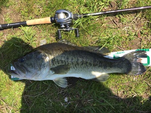 ブラックバスの釣果