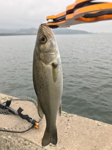 セイゴ（タイリクスズキ）の釣果