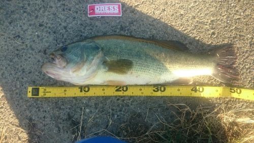 ブラックバスの釣果